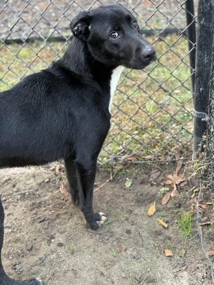 Toast, a Adoptable mixed breed in Conway, SC image 1/2