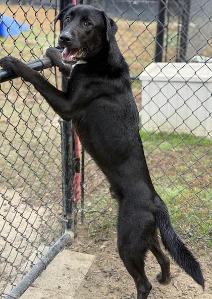 Toast, Adoptable, Young Male Labrador Retriever & Mixed Breed.
