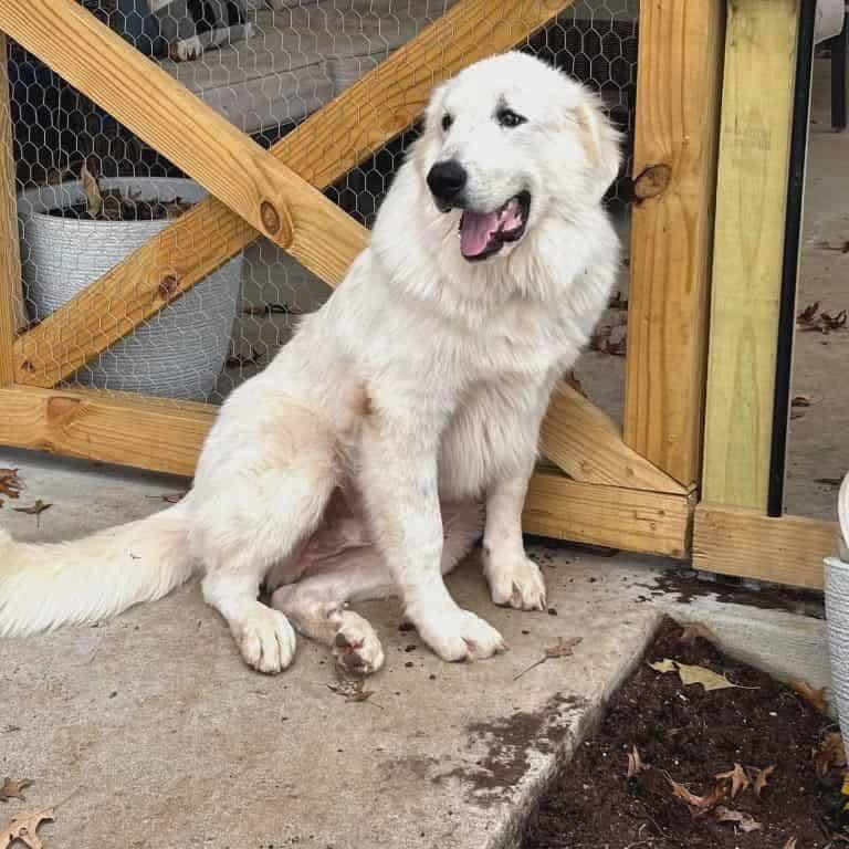Enlarge Luke, a ADOPTABLE Great Pyrenees in Louisville, KY image 1/2