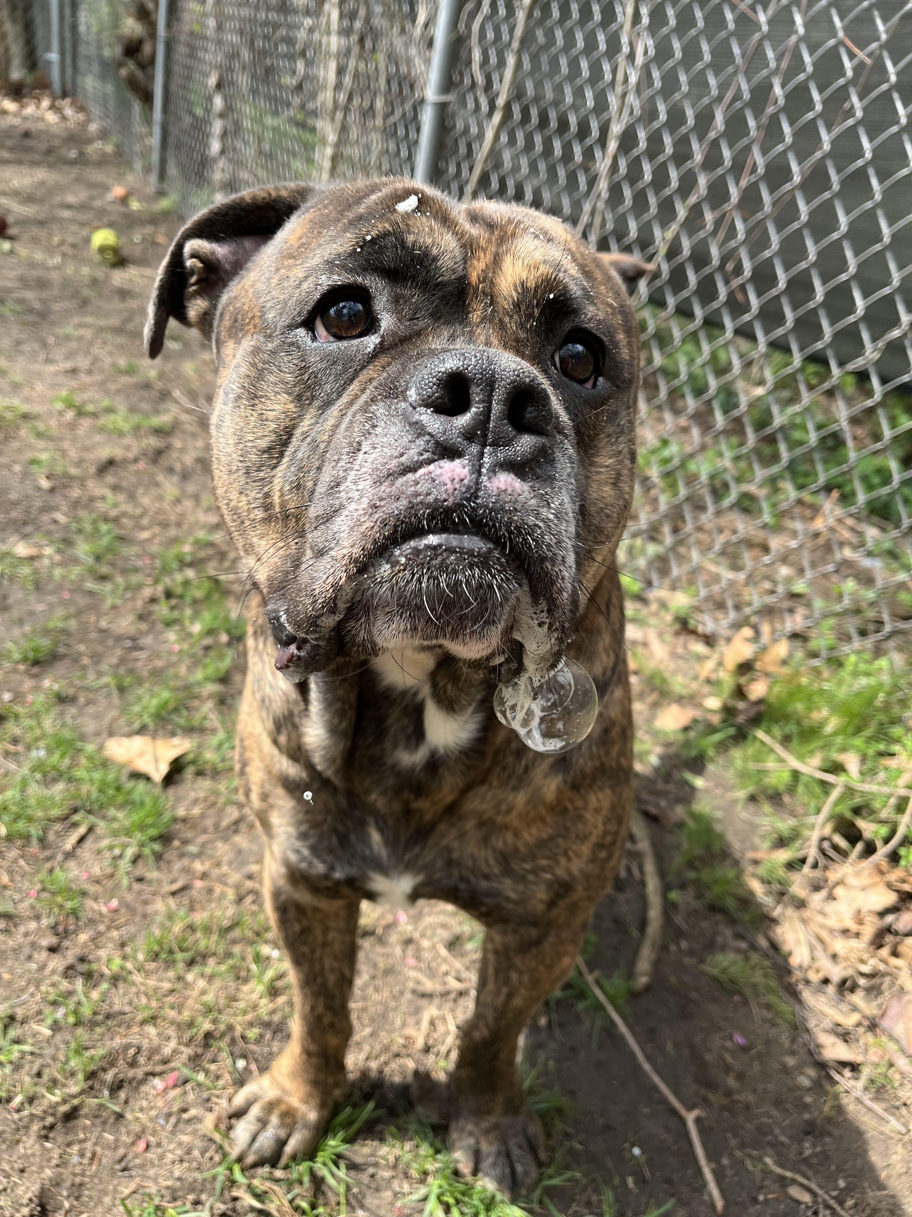 Enlarge The Boulder, an adopted Mixed Breed in Mishawaka, IN image 5/6