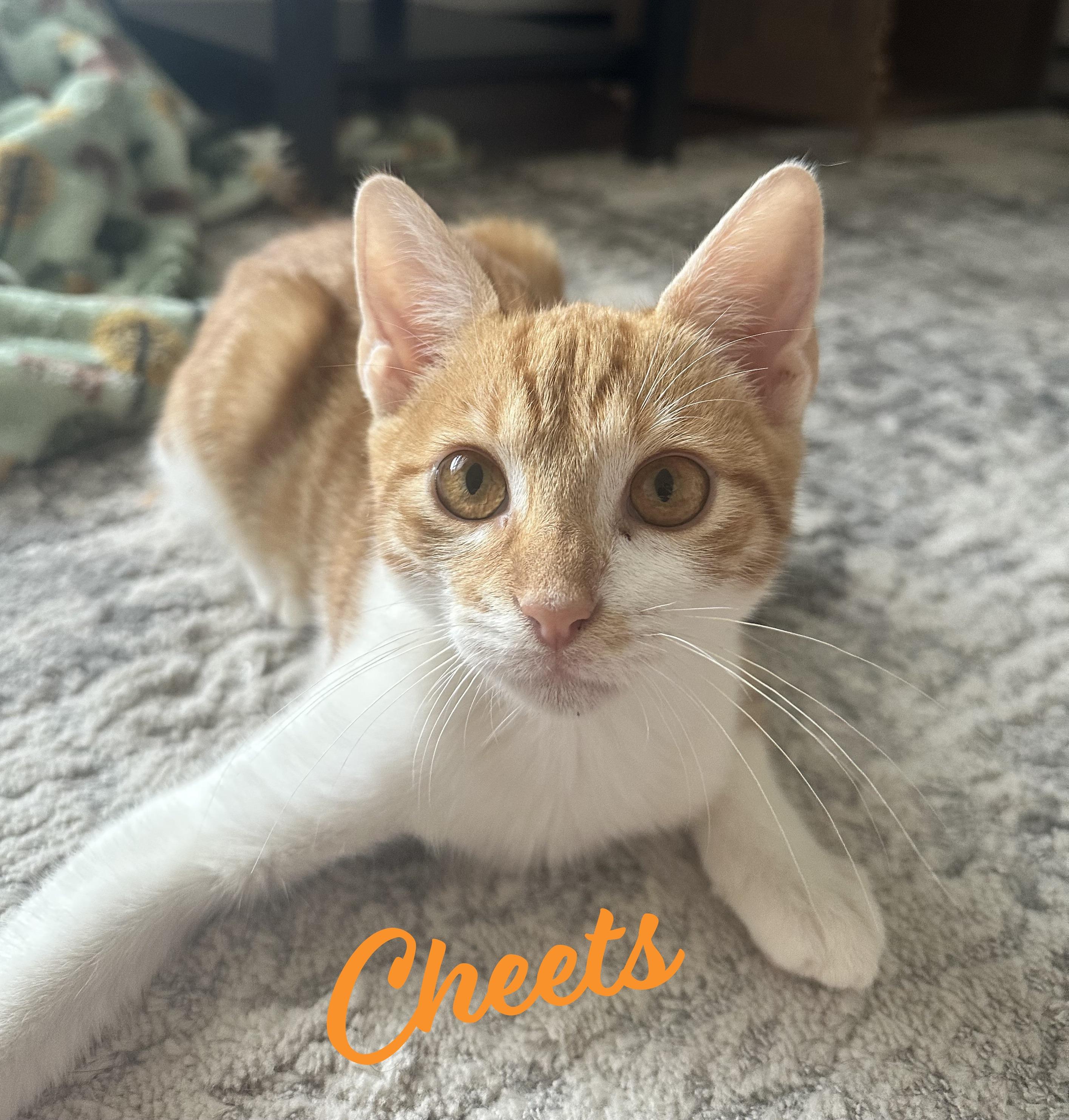 Cheeto & Cheets #bonded-pair