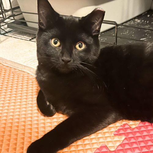 LUDACRISS, Adoptable, Young Male Domestic Short Hair.