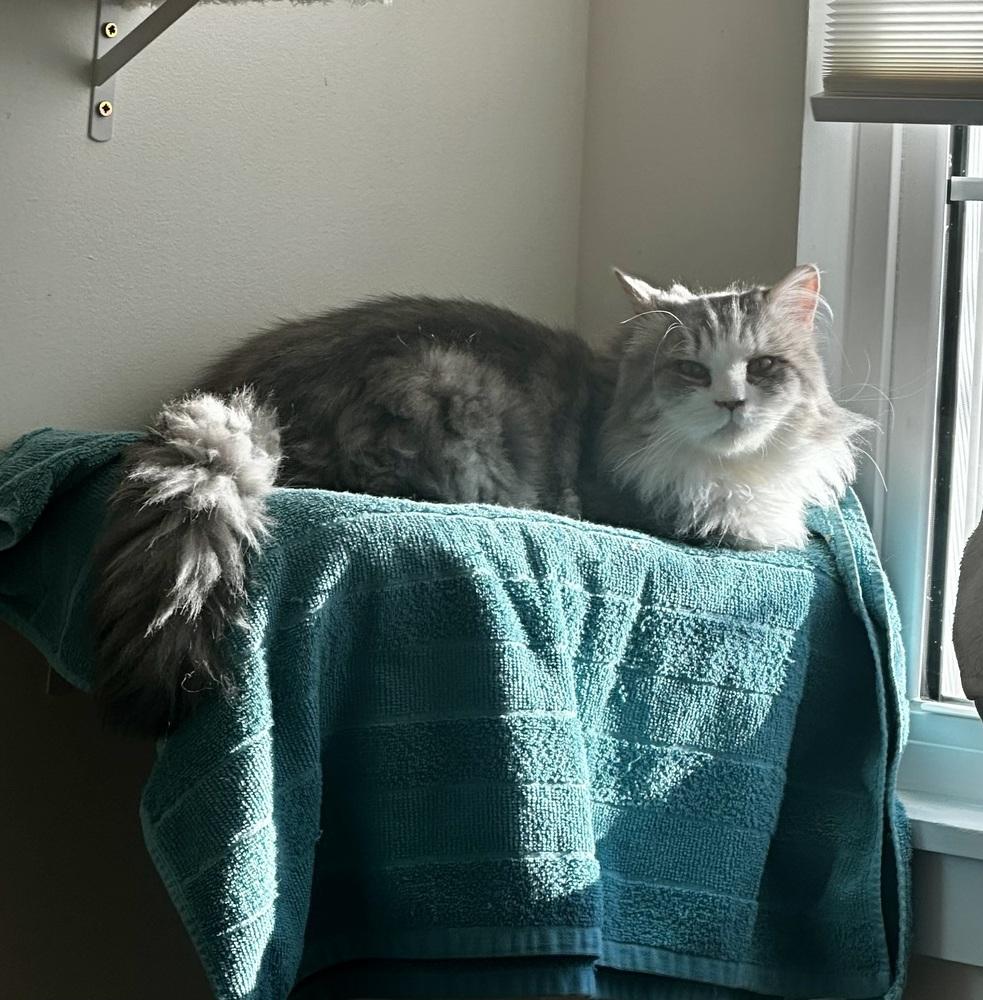 Jay, Adoptable, Young Male Maine Coon.