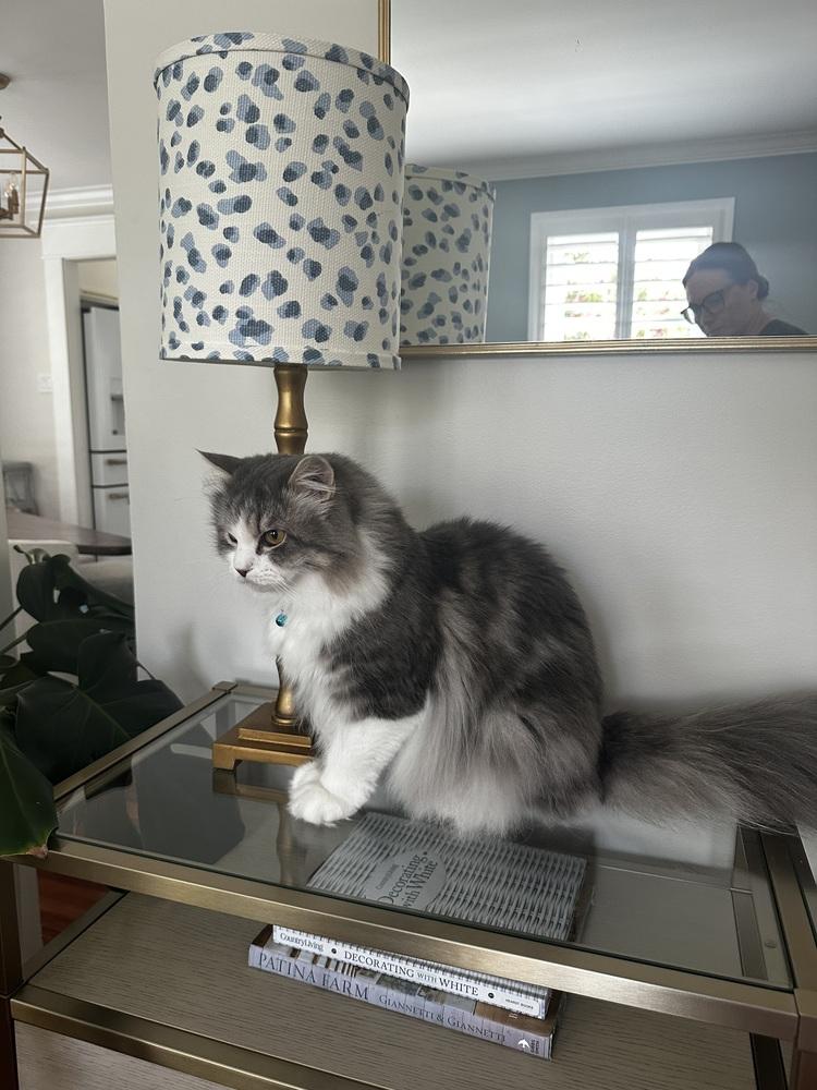 Enlarge Jay, a Adoptable Maine Coon in Vienna , VA image 2/6
