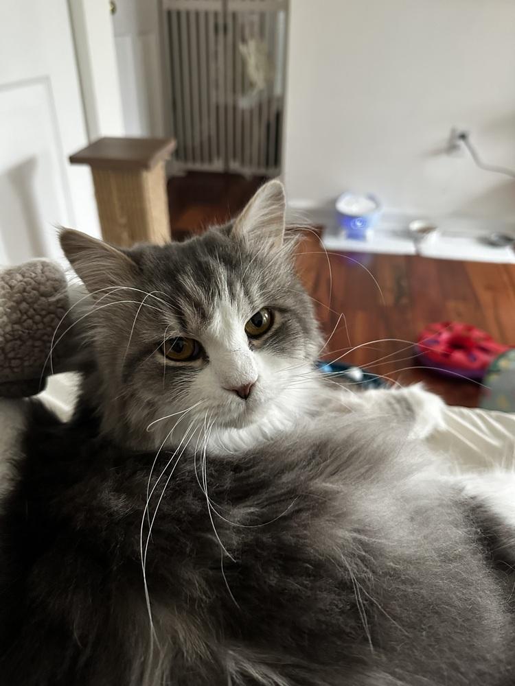 Enlarge Jay, a Adoptable Maine Coon in Vienna , VA image 3/6