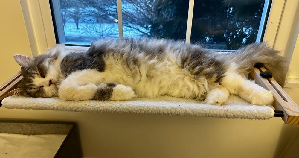 Enlarge Jay, a Adoptable Maine Coon in Vienna , VA image 4/6