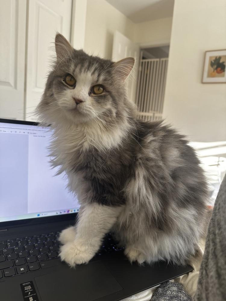 Enlarge Jay, a Adoptable Maine Coon in Vienna , VA image 5/6