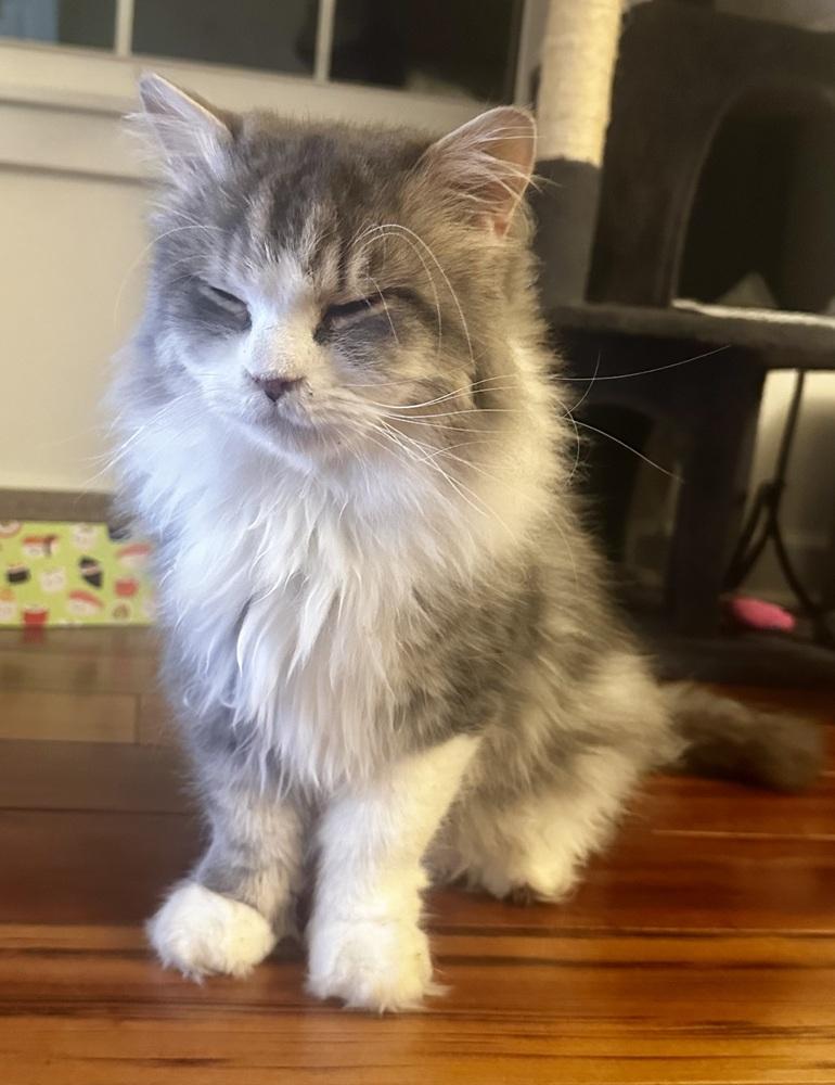 Enlarge Jay, a Adoptable Maine Coon in Vienna , VA image 6/6