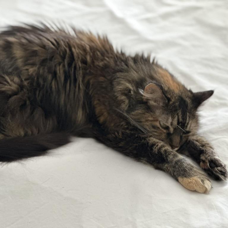 Enlarge Queen Abby, a Adoptable Domestic Long Hair in New York, NY image 1/6