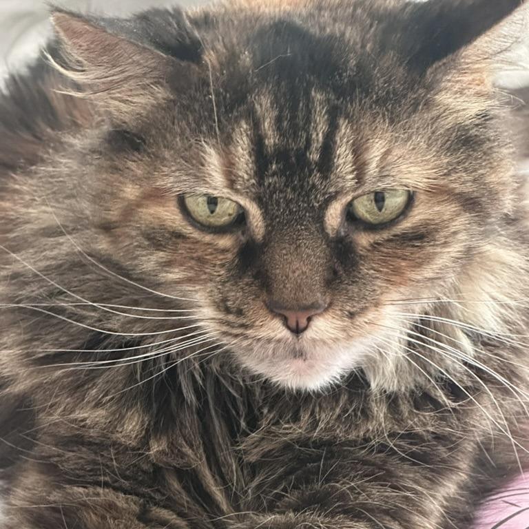 Enlarge Queen Abby, a Adoptable Domestic Long Hair in New York, NY image 2/6