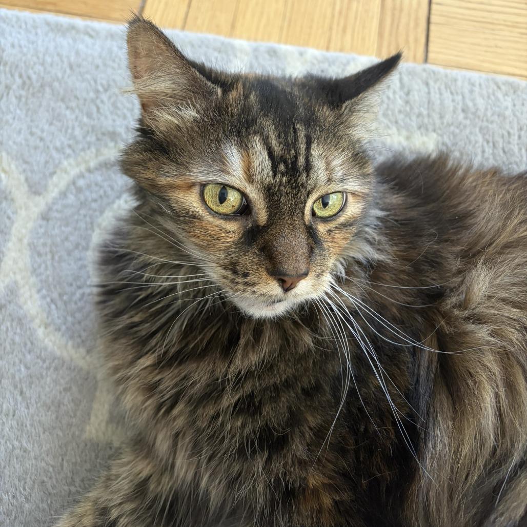 Enlarge Queen Abby, a Adoptable Domestic Long Hair in New York, NY image 3/6