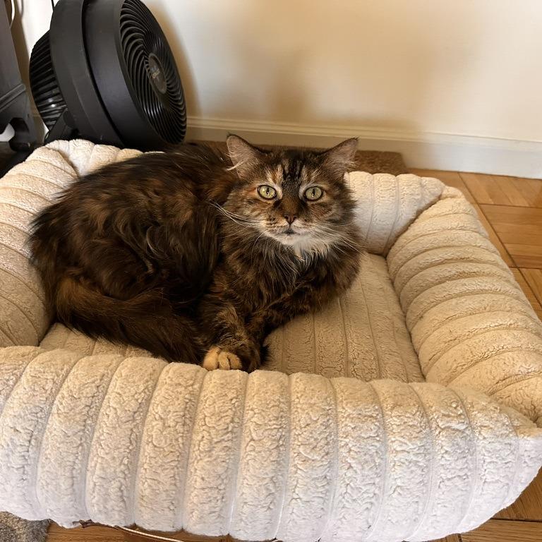 Enlarge Queen Abby, a Adoptable Domestic Long Hair in New York, NY image 4/6