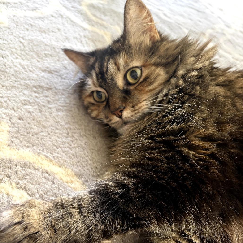 Enlarge Queen Abby, a Adoptable Domestic Long Hair in New York, NY image 5/6