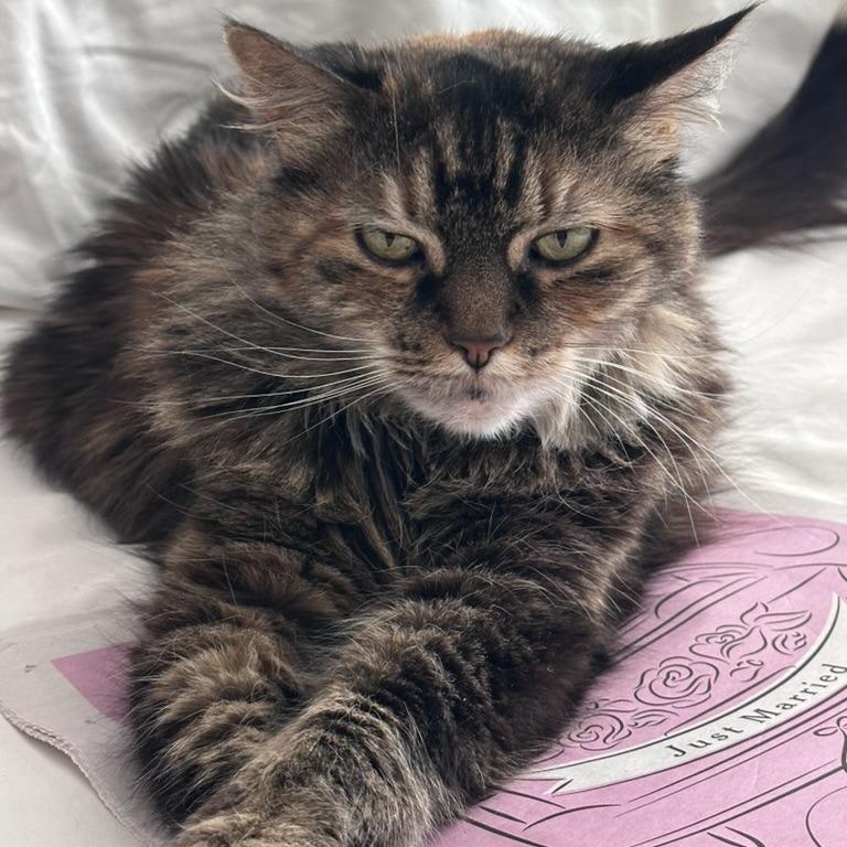 Enlarge Queen Abby, a Adoptable Domestic Long Hair in New York, NY image 6/6