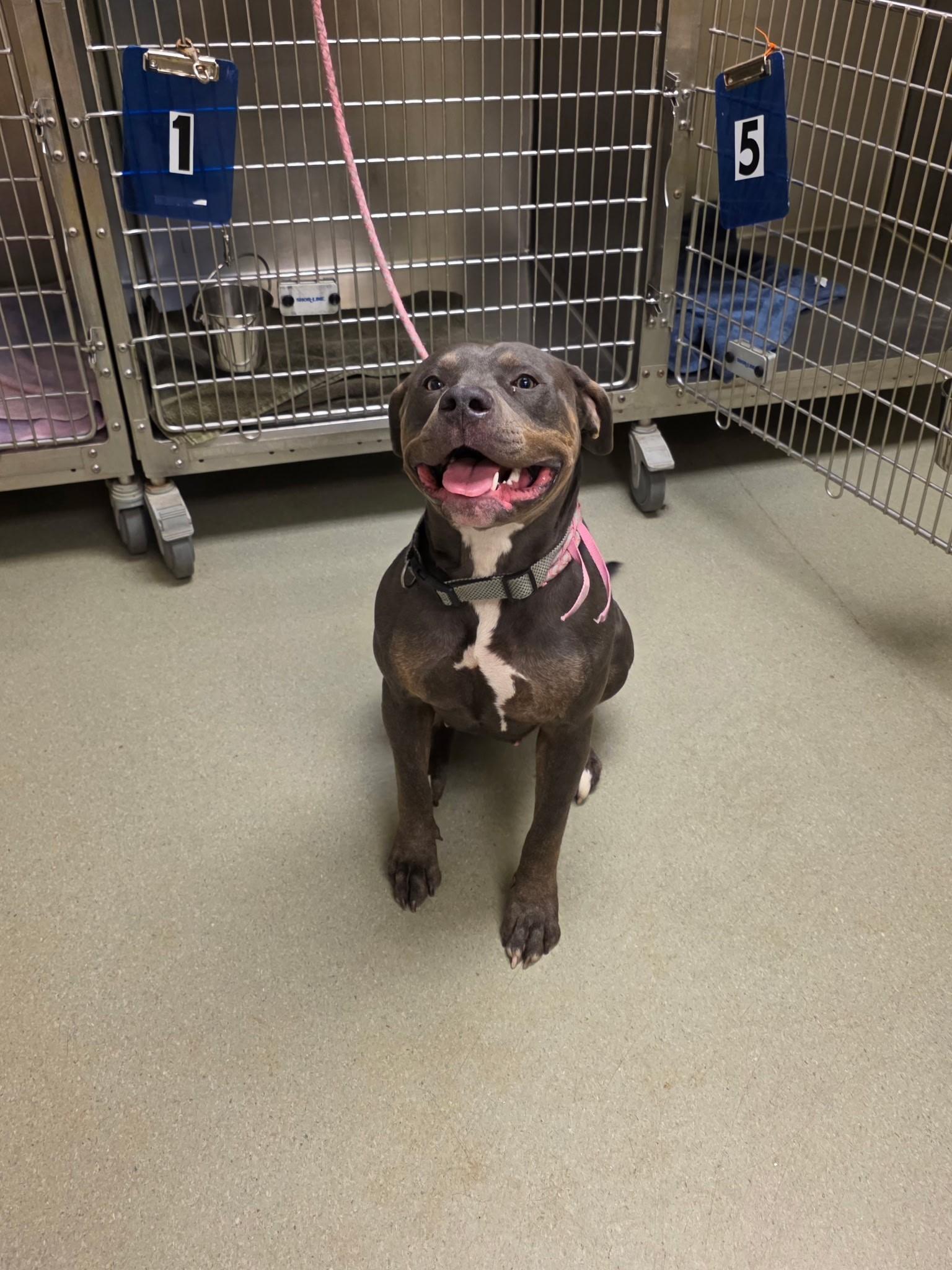 26-0031 "Mabelle", ADOPTABLE, Adult Female Pit Bull Terrier.