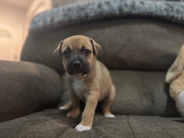 Babin / Muffin, Adoptable, Puppy Female Labrador Retriever.