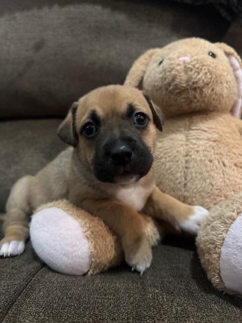 Babin / Muffin, a Adoptable mixed breed in Broomfield, CO image 2/6