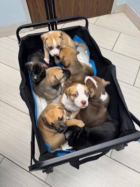 Babin / Muffin, a Adoptable mixed breed in Broomfield, CO image 4/6