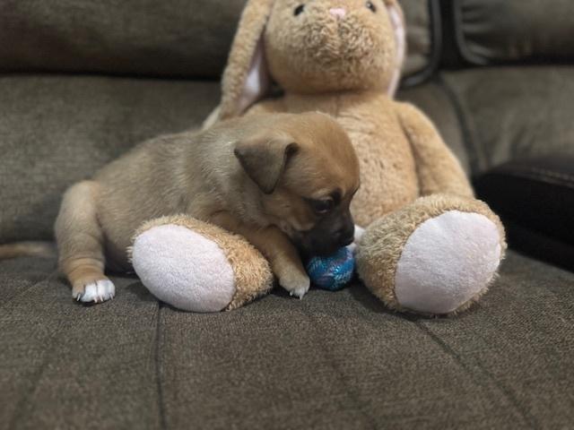 Babin / Muffin, a Adoptable mixed breed in Broomfield, CO image 6/6