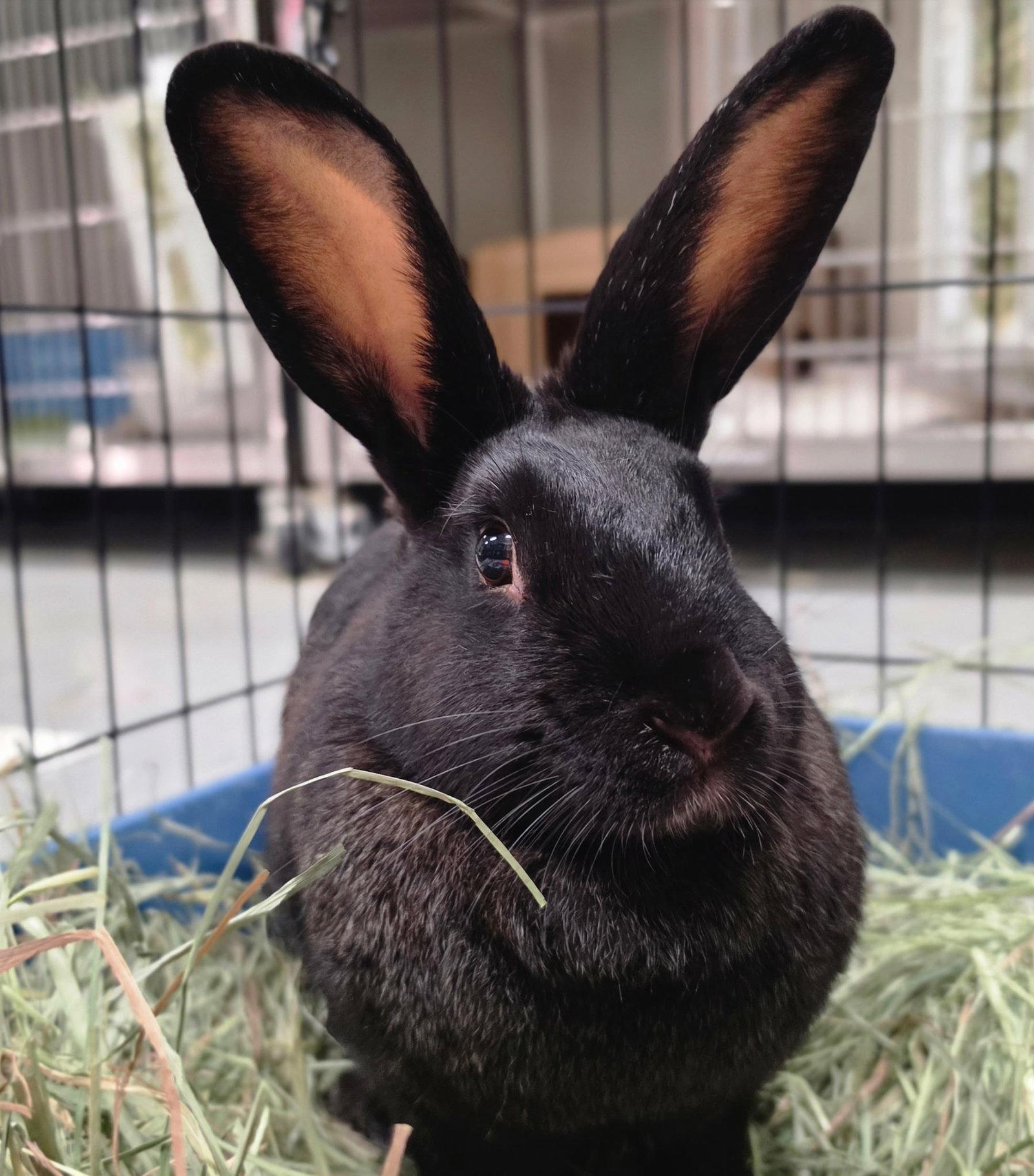Enlarge Rosita, a Adoptable American in Oakland, CA image 1/3