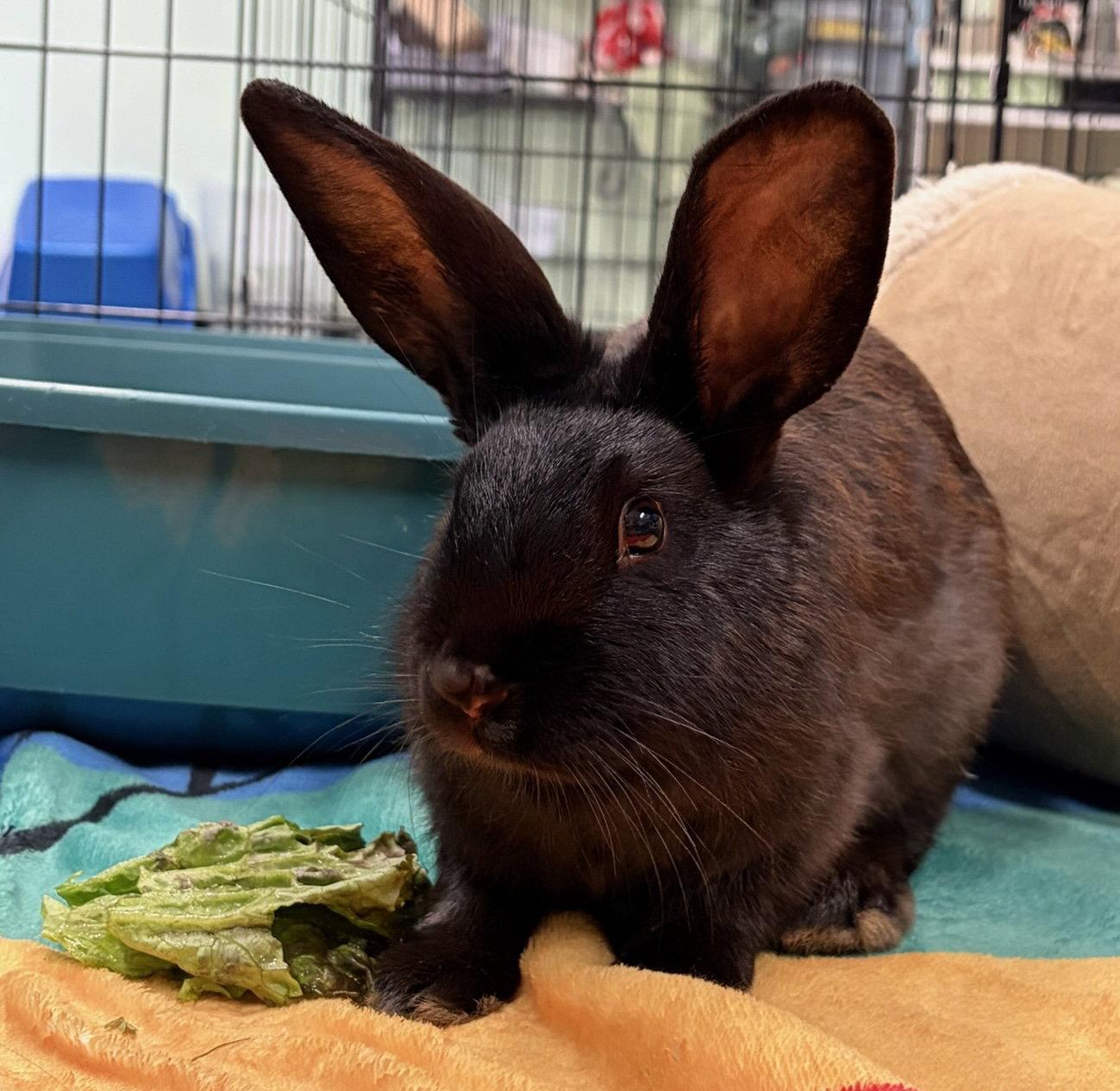Enlarge Rosita, a Adoptable American in Oakland, CA image 1/1