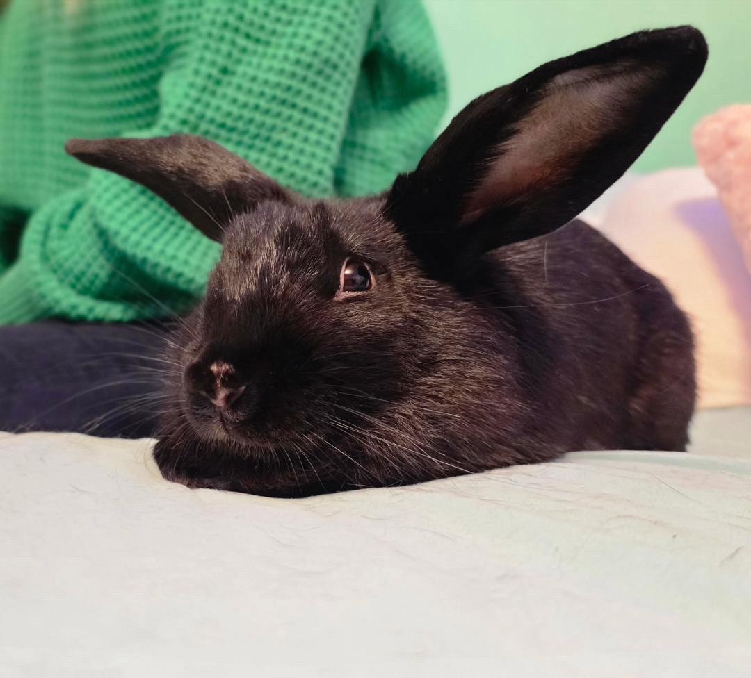 Enlarge Rosita, a Adoptable American in Oakland, CA image 3/3