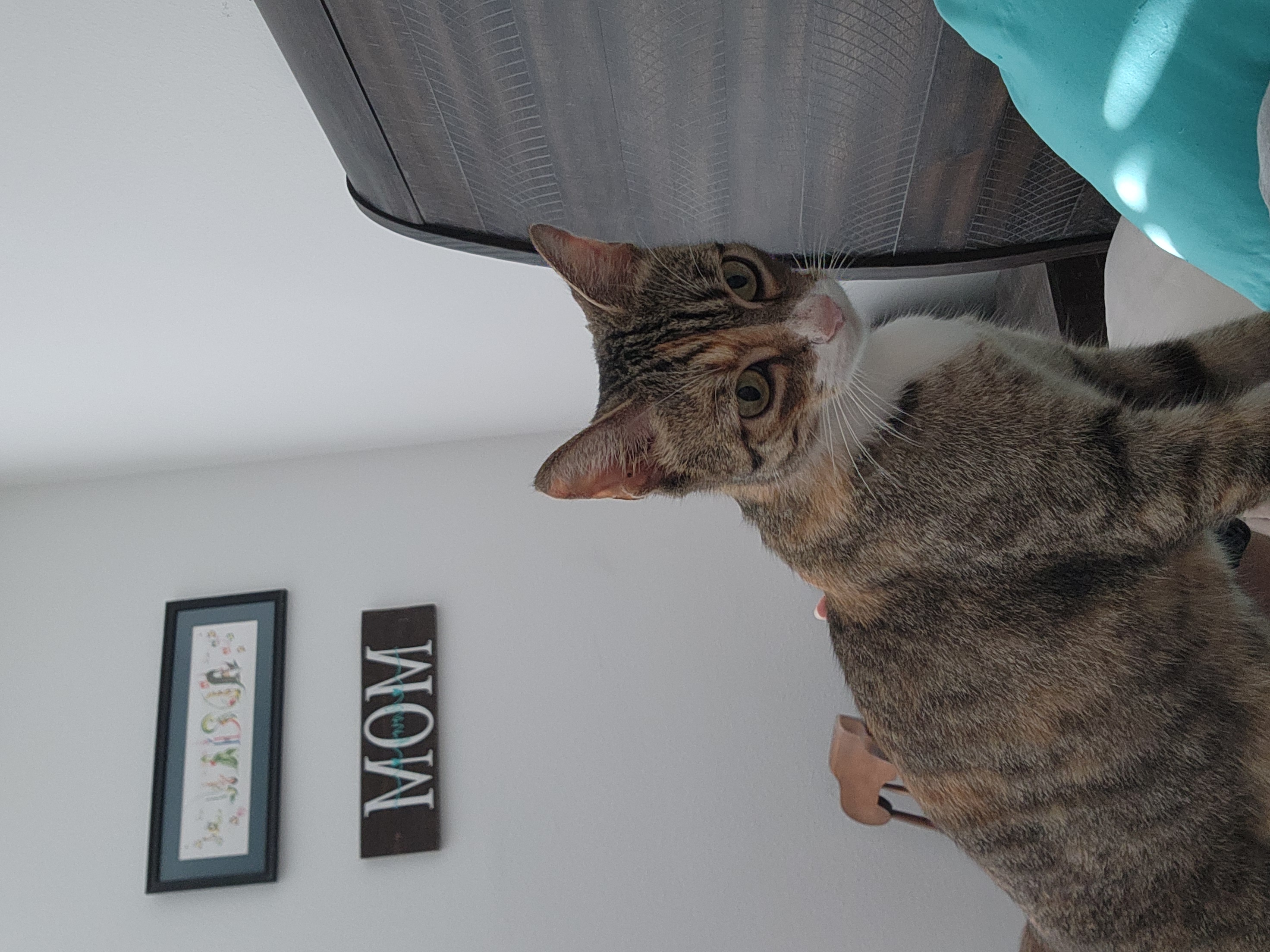 Enlarge Helene, a Adoptable Domestic Short Hair in Tampa, FL image 6/6