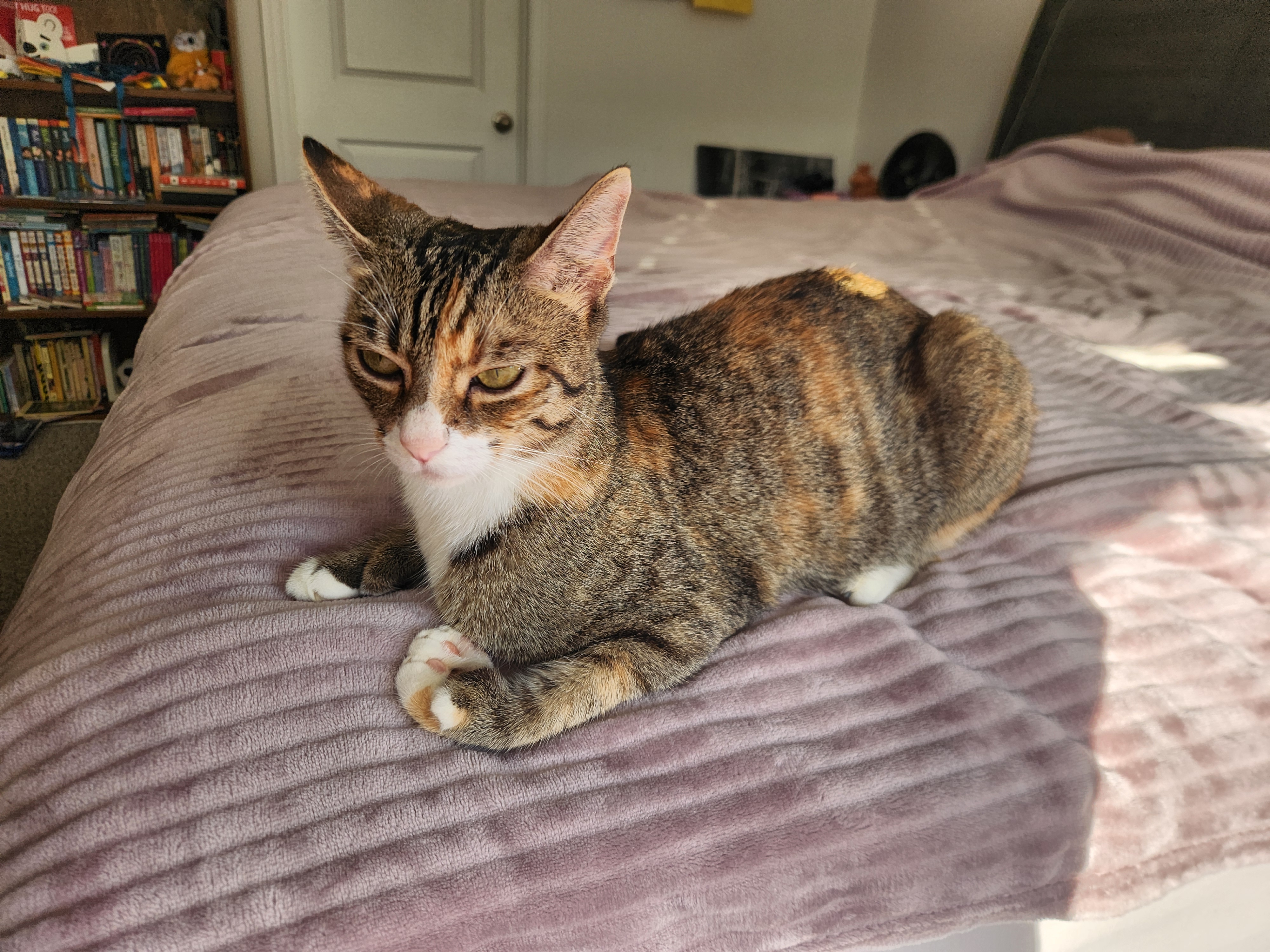 Enlarge Helene, a Adoptable Domestic Short Hair in Tampa, FL image 2/6