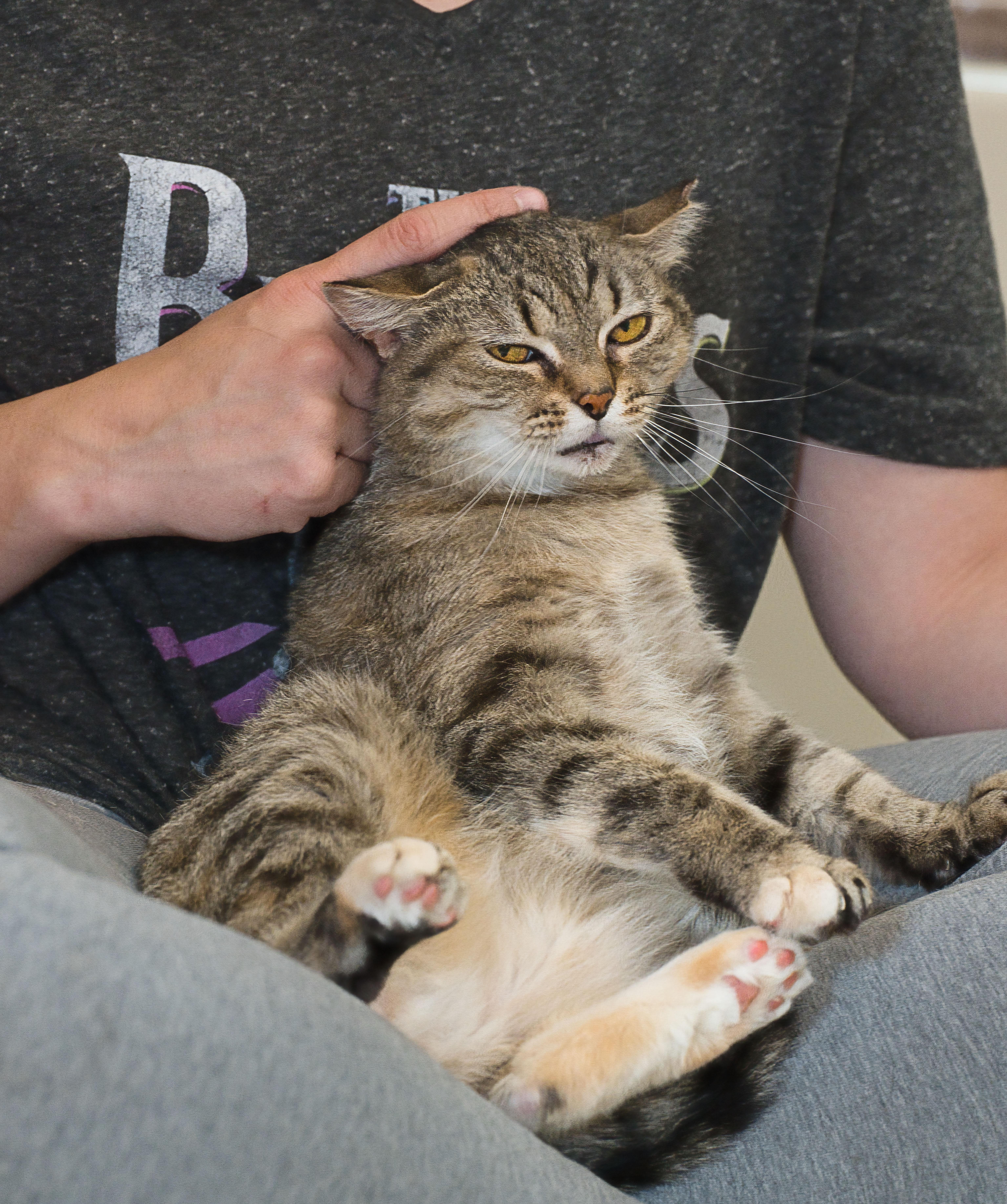 Kae Marie, a ADOPTABLE Domestic Short Hair in Milwaukee, WI image 3/6
