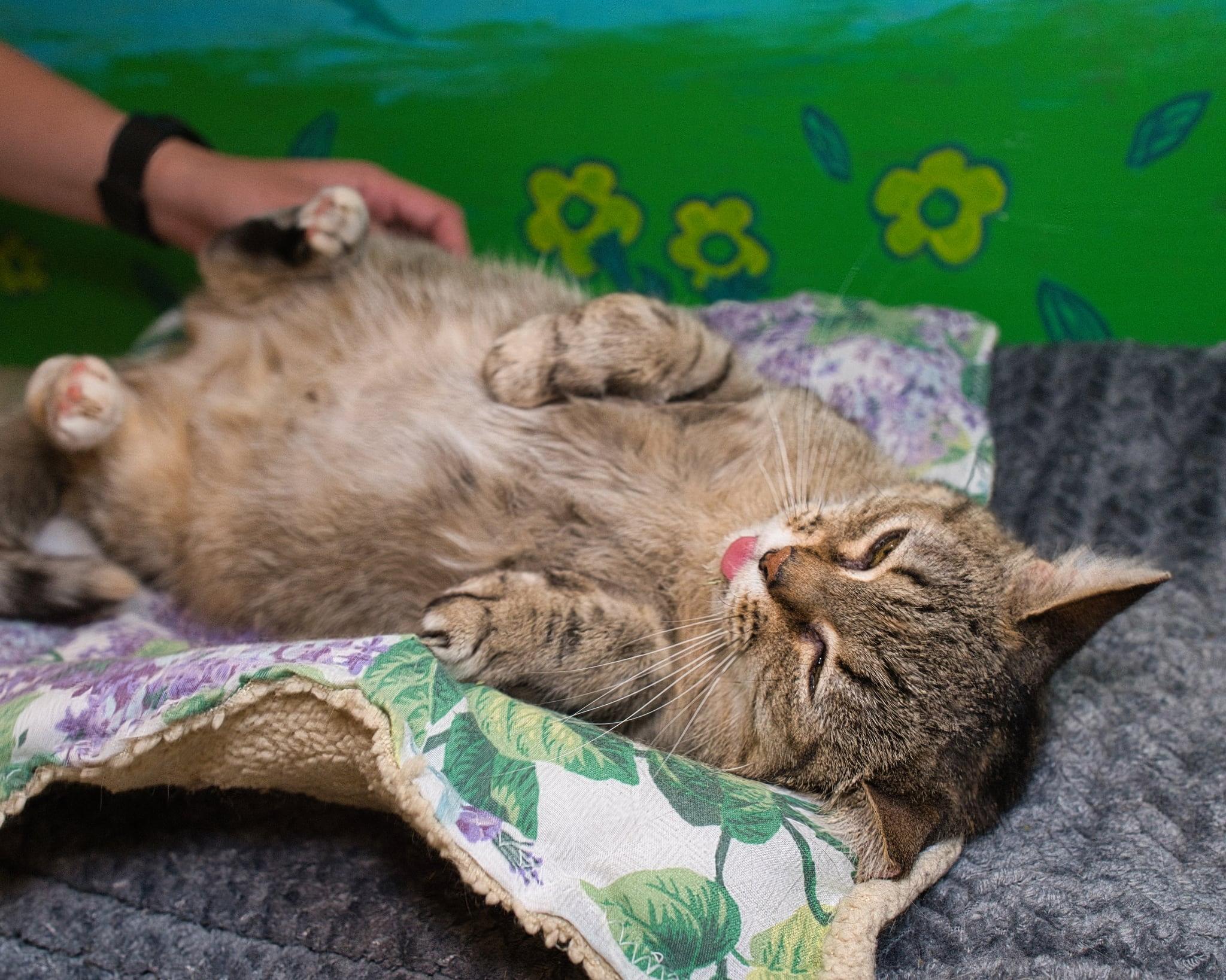 Kae Marie, a ADOPTABLE Domestic Short Hair in Milwaukee, WI image 2/6