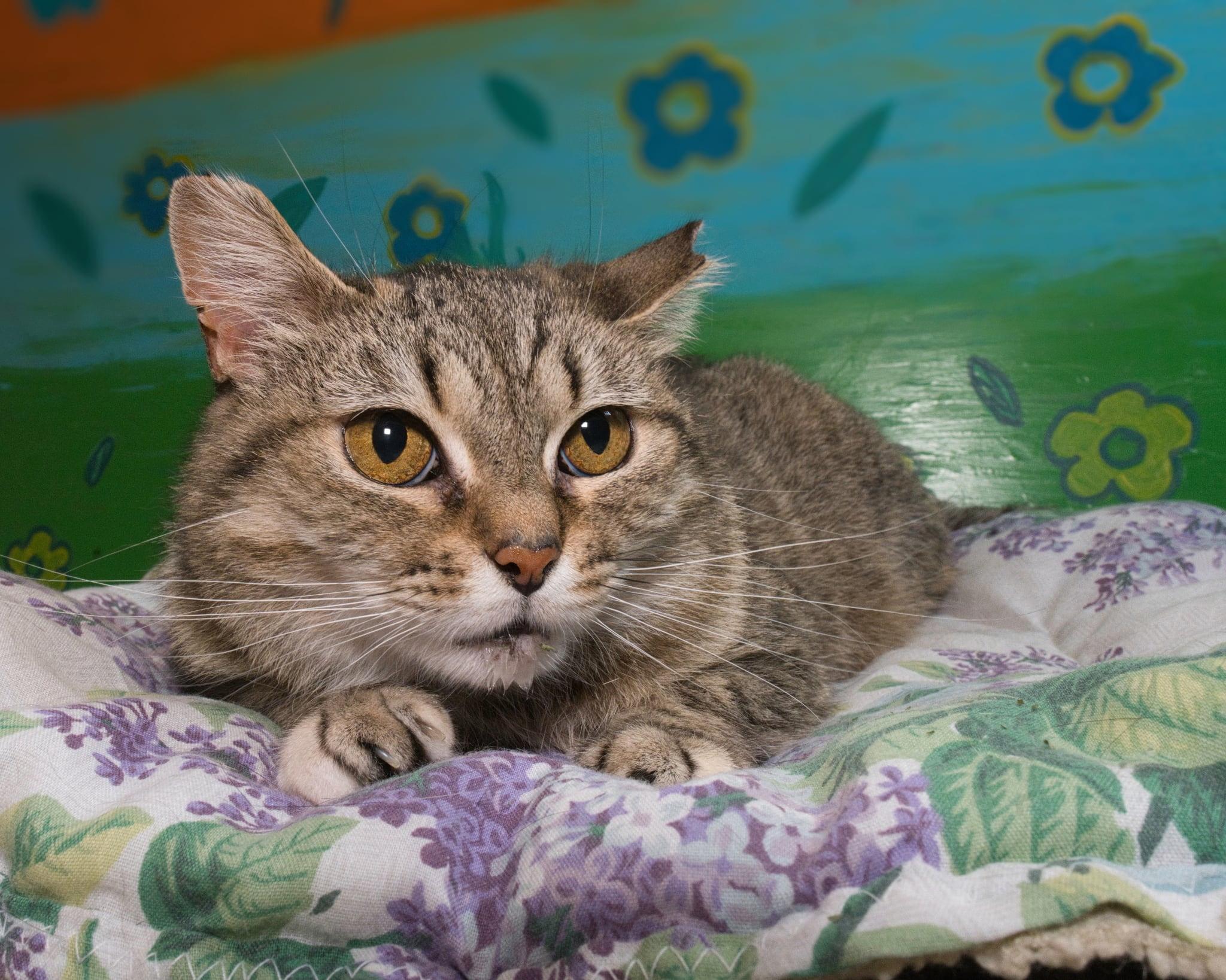 Kae Marie, a ADOPTABLE Domestic Short Hair in Milwaukee, WI image 4/6