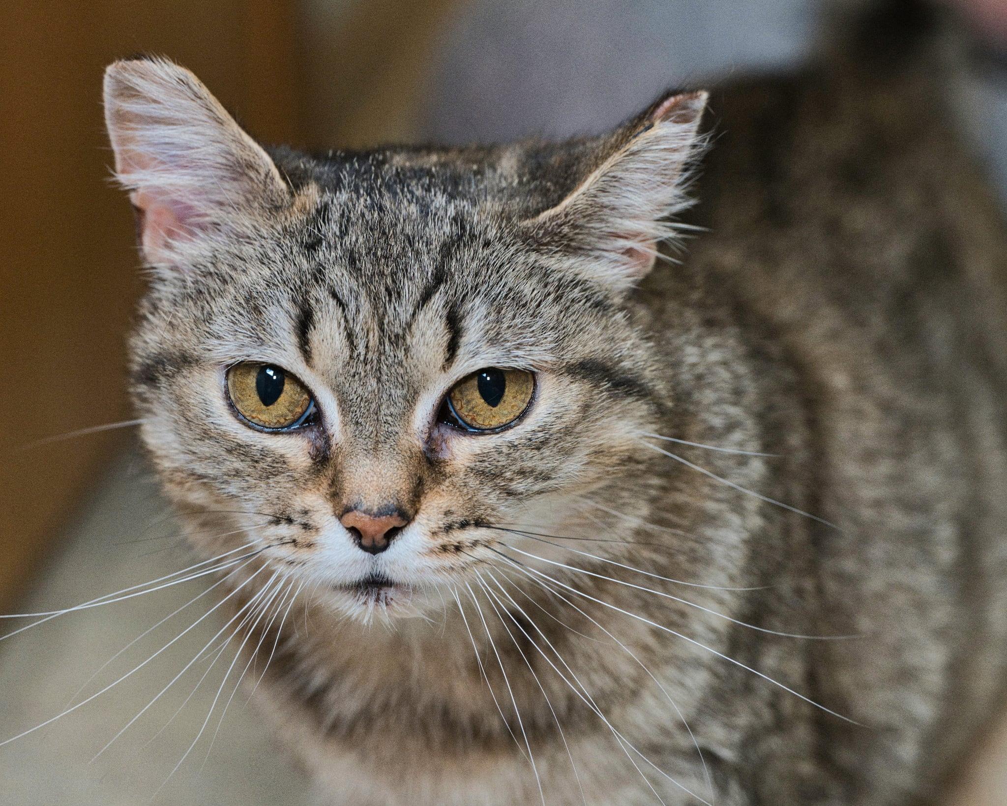 Kae Marie, ADOPTABLE, Adult Female Domestic Short Hair.