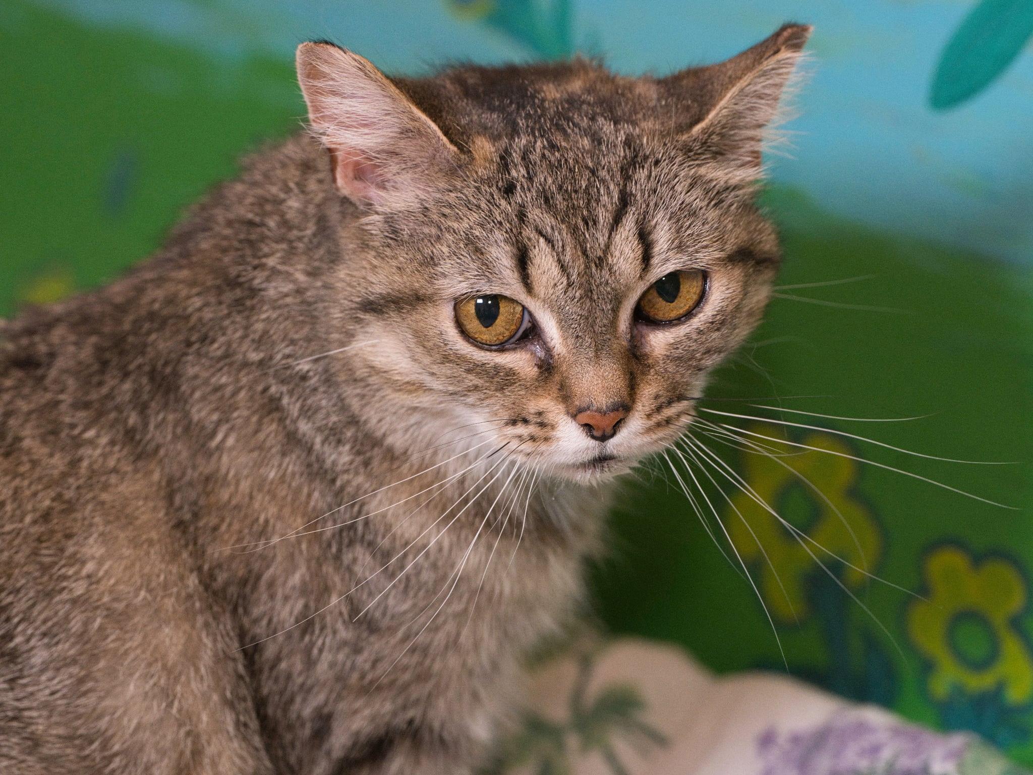 Kae Marie, a ADOPTABLE Domestic Short Hair in Milwaukee, WI image 5/6