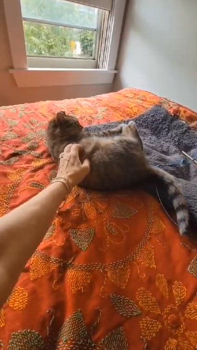 Enlarge Kae Marie, a ADOPTABLE Domestic Short Hair in Milwaukee, WI video 6/6