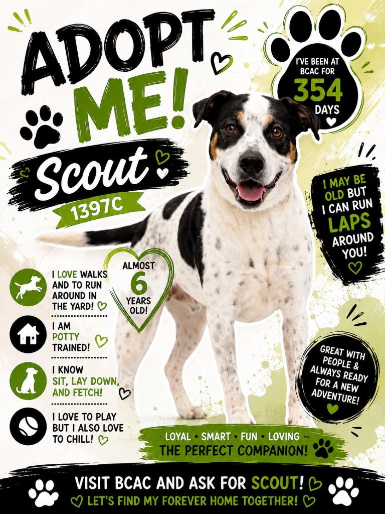 Enlarge Scout, a Adoptable mixed breed in Bossier City, LA image 1/3