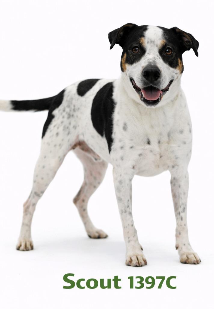 Scout, Adoptable, Adult Male Pointer & Terrier.