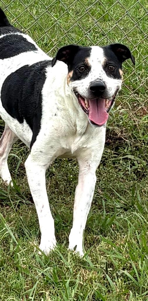 Enlarge Scout, a Adoptable mixed breed in Bossier City, LA image 1/1