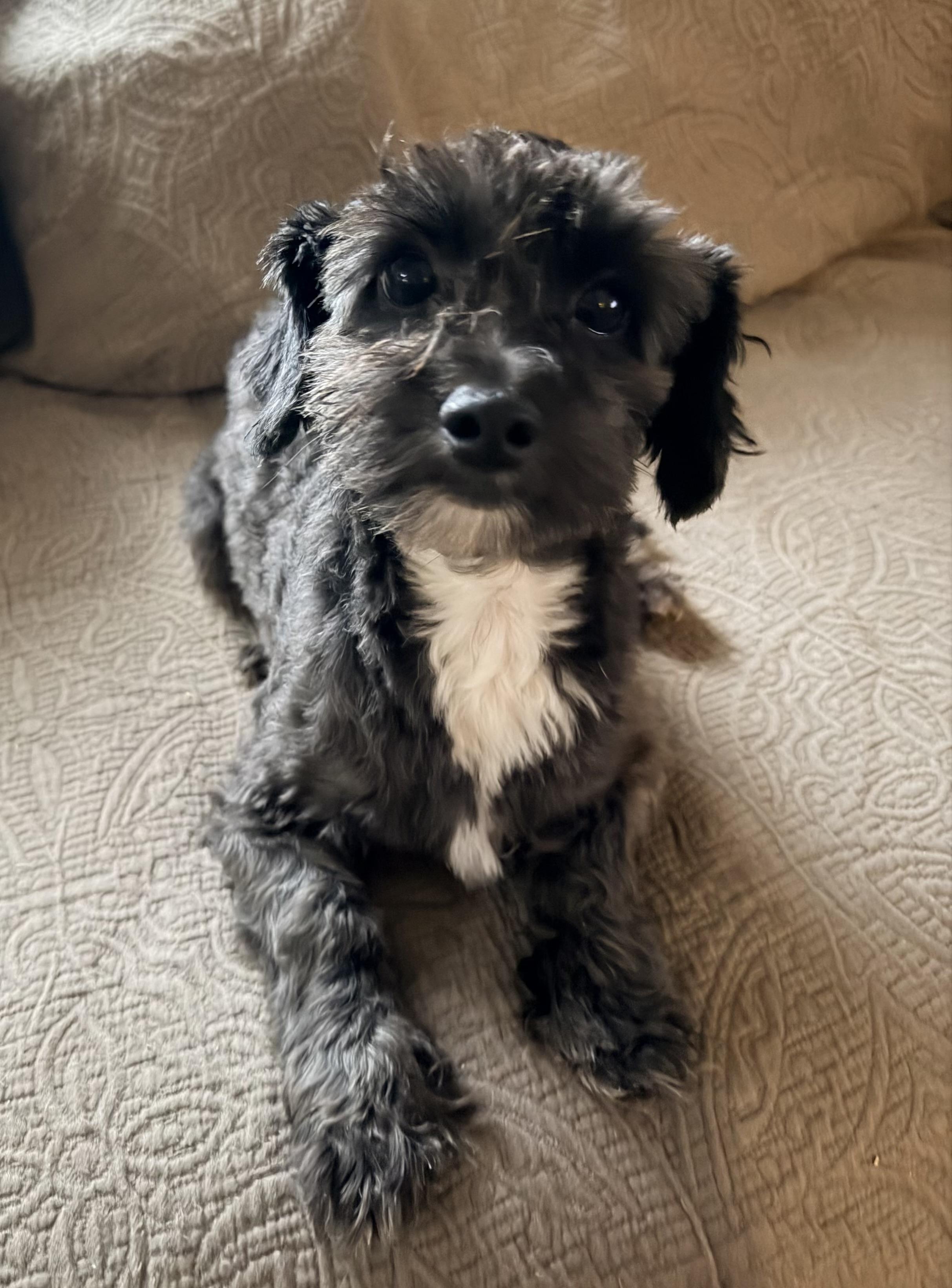 Enlarge Rolo, a Adopted mixed breed in Stoughton, MA image 1/1