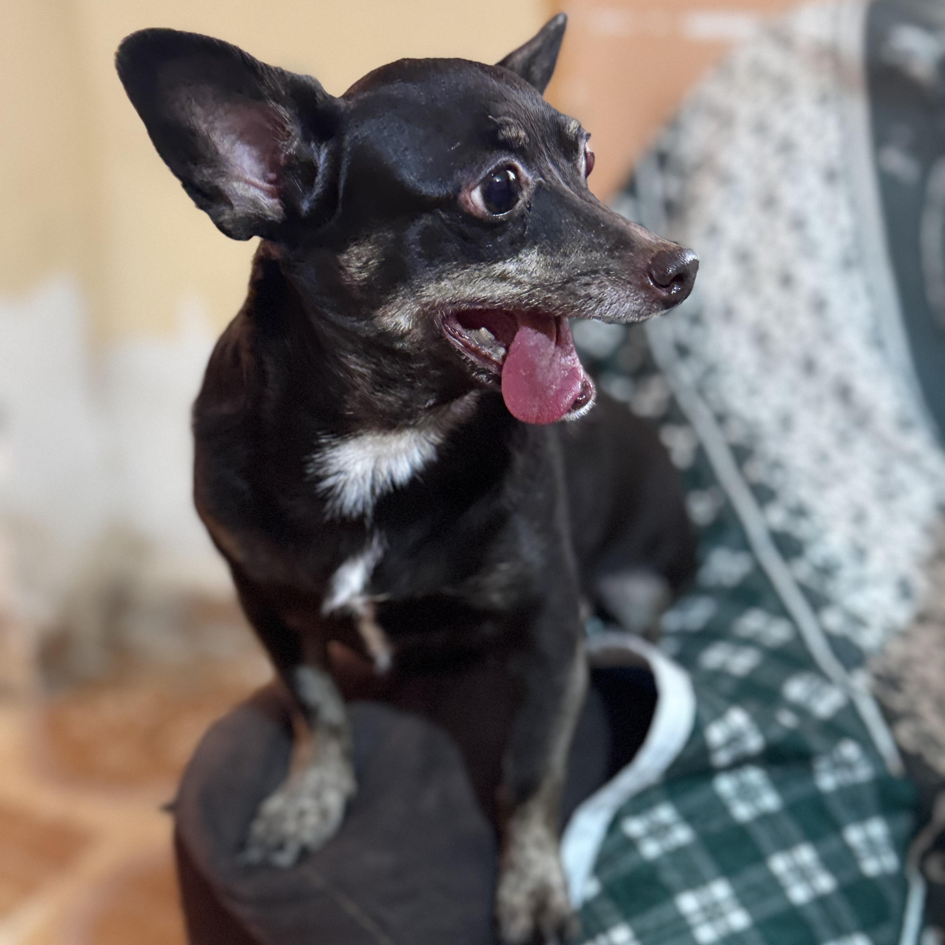 Enlarge Chocolate, a Adoptable mixed breed in Eau Claire, WI image 2/6