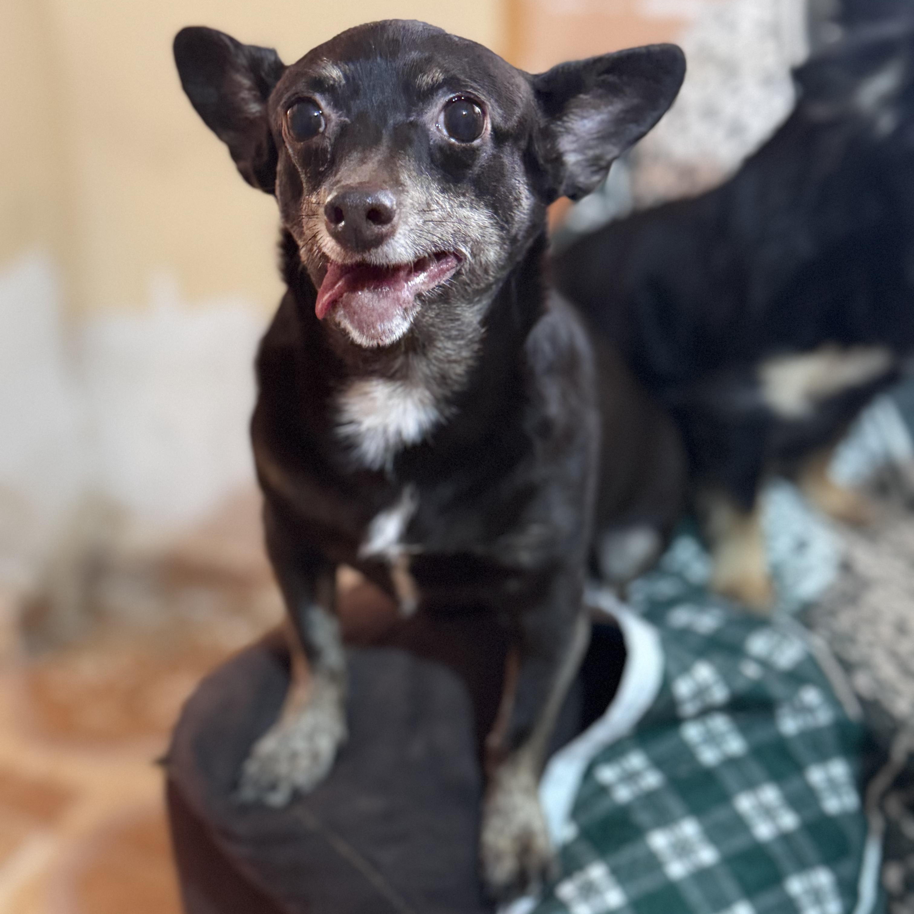 Enlarge Chocolate, a Adoptable mixed breed in Eau Claire, WI image 6/6
