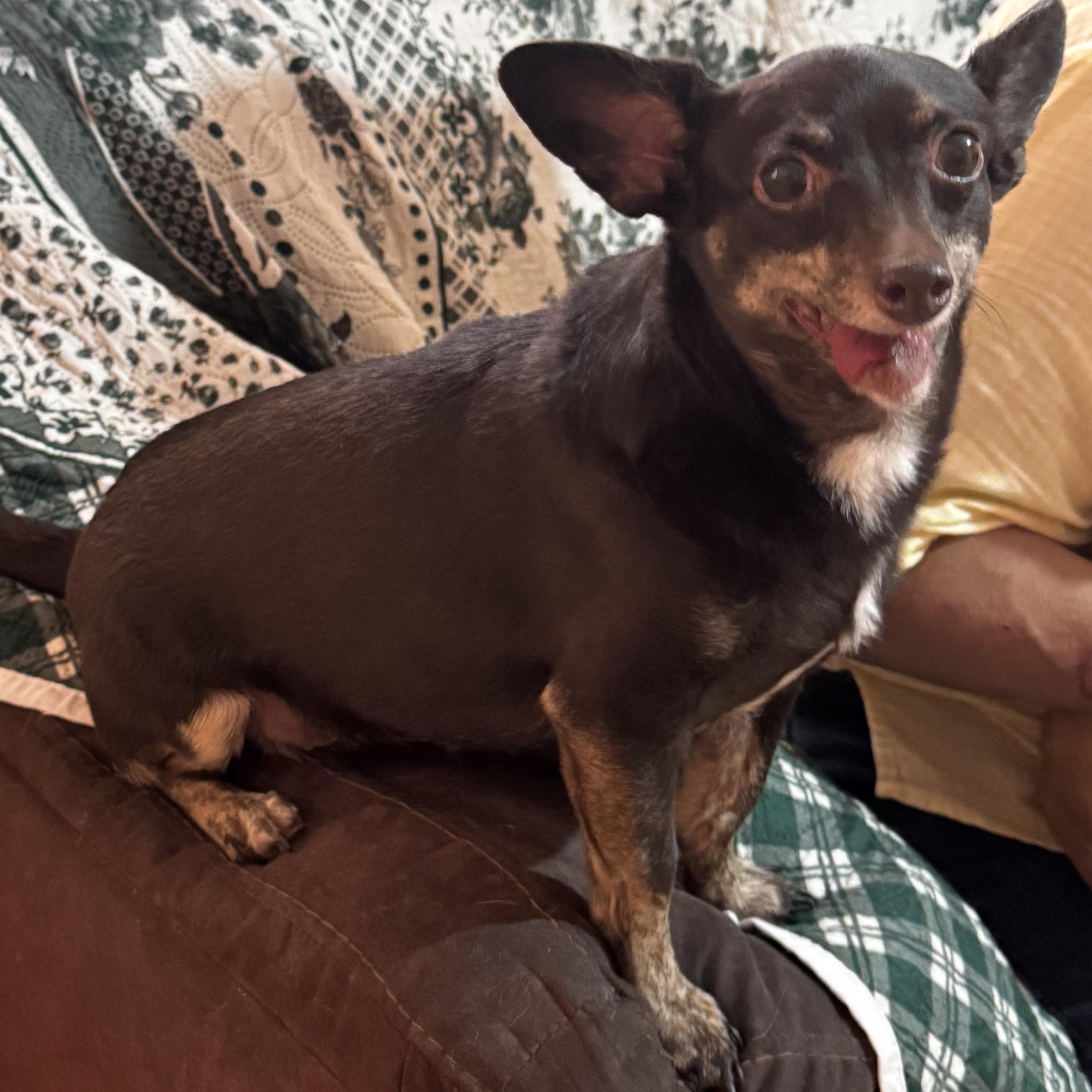 Enlarge Chocolate, a Adoptable mixed breed in Eau Claire, WI image 1/6