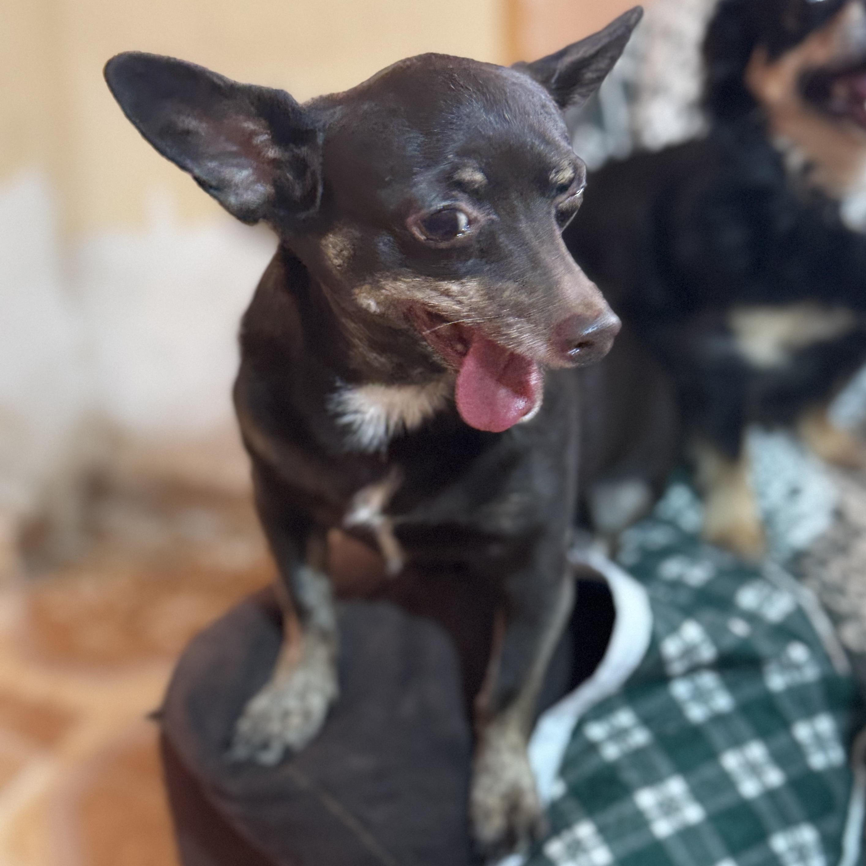 Enlarge Chocolate, a Adoptable mixed breed in Eau Claire, WI image 4/6