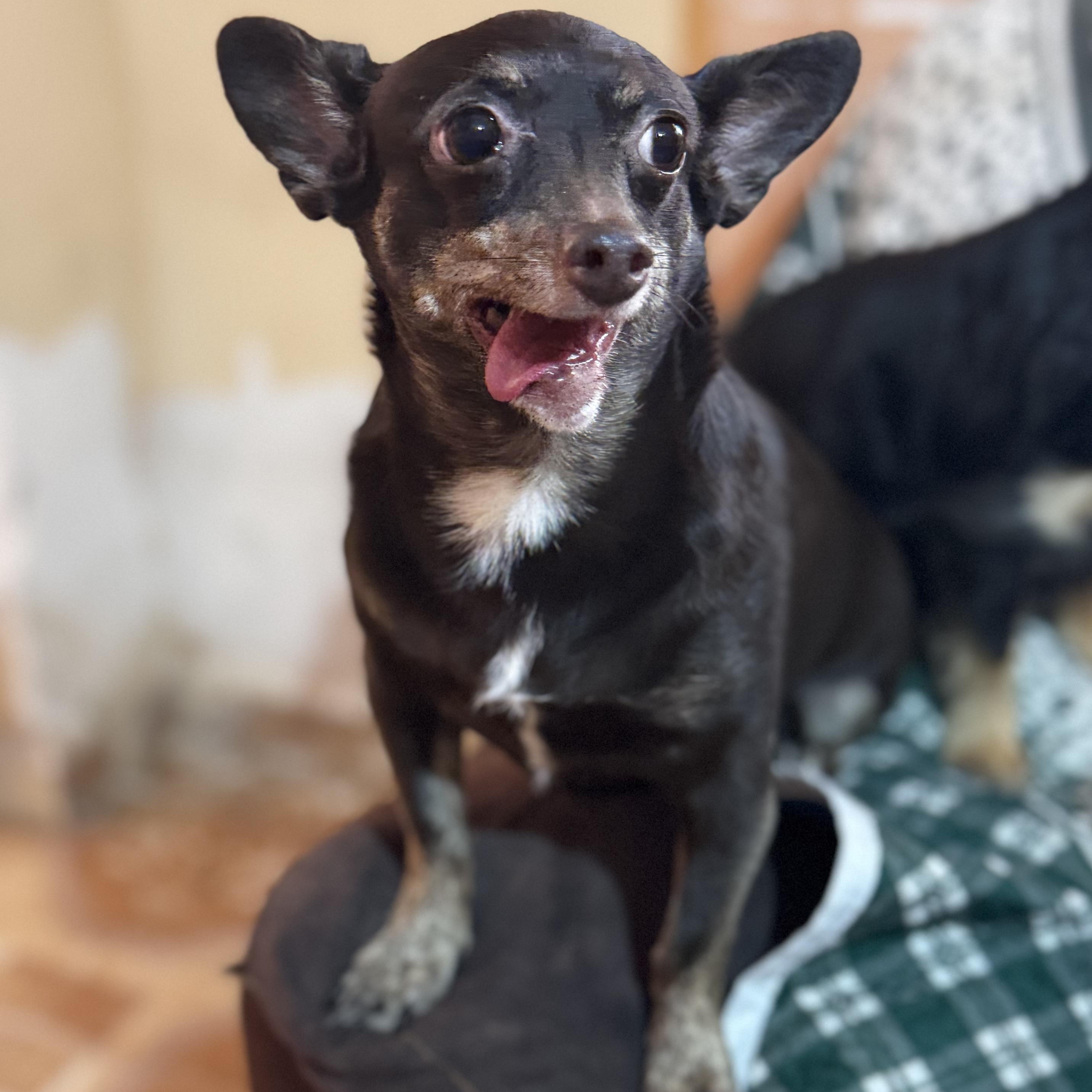 Enlarge Chocolate, a Adoptable mixed breed in Eau Claire, WI image 3/6