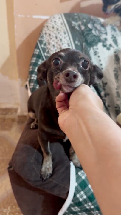 Enlarge Chocolate, a Adoptable mixed breed in Eau Claire, WI video 5/6