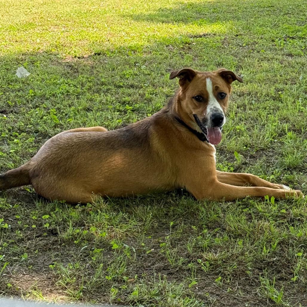 Titus, Adoptable, Young Male Mixed Breed.