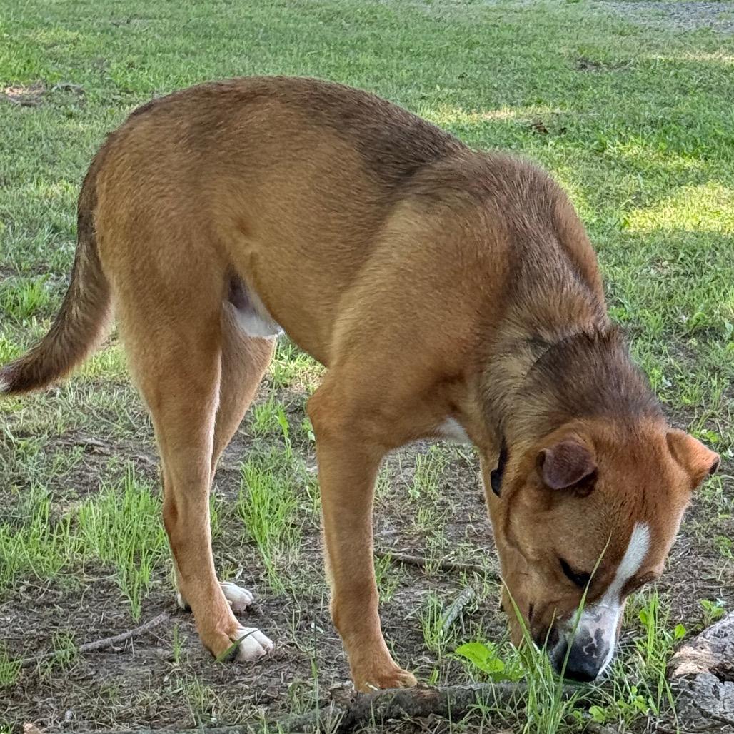 Titus, a Adoptable Mixed Breed in Jacksonville, AR image 2/6