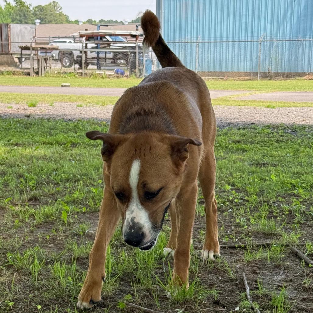Titus, a Adoptable Mixed Breed in Jacksonville, AR image 3/6