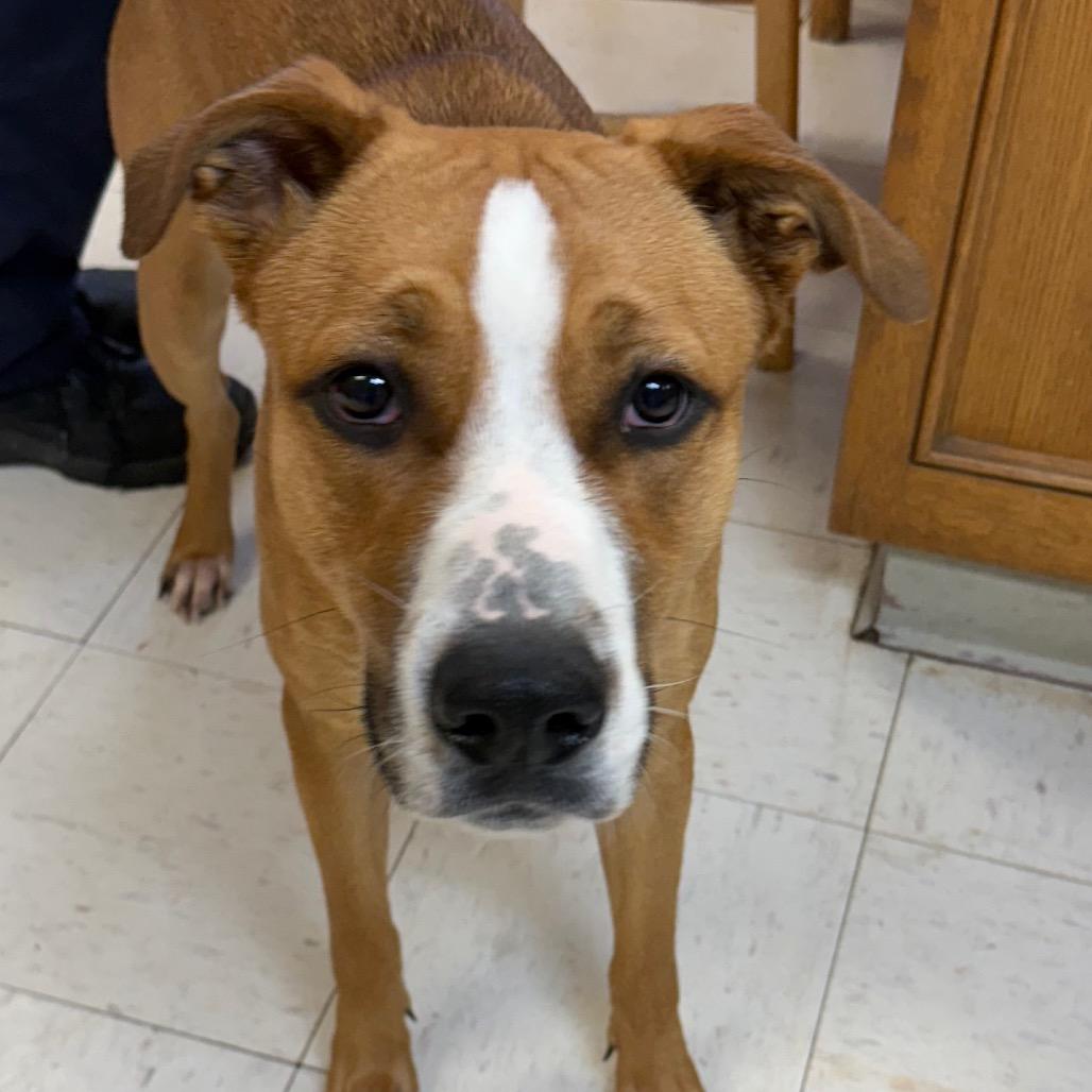 Titus, Adoptable, Young Male Mixed Breed.