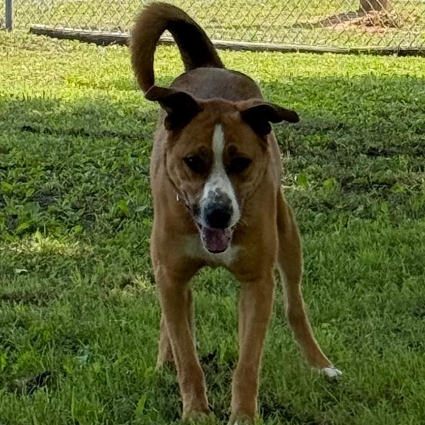 Titus, a Adoptable Mixed Breed in Jacksonville, AR image 5/6
