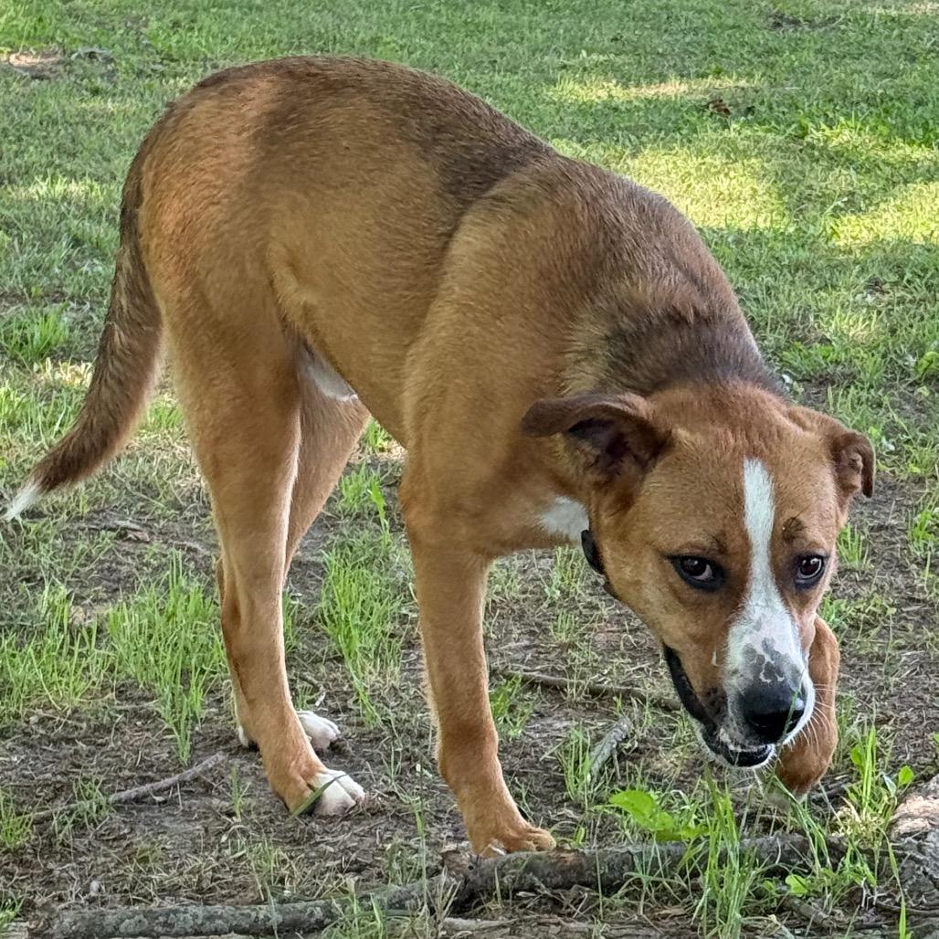 Titus, a Adoptable Mixed Breed in Jacksonville, AR image 6/6